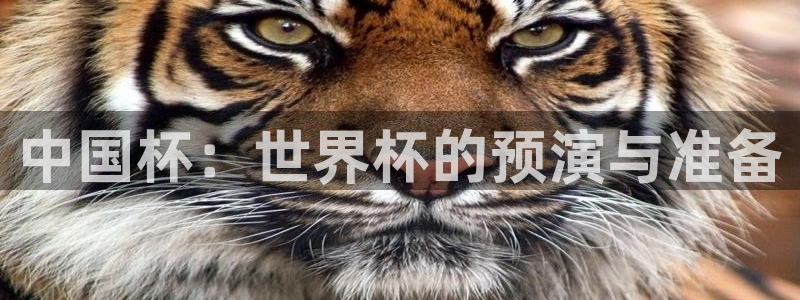 世界杯欧洲预选赛赛程：中国杯：世界杯的预演与准备